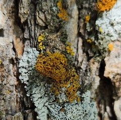 Xanthomendoza fallax