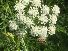 Oenanthe crocata