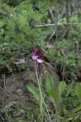 Anacamptis papilionacea