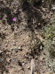 Sidalcea glaucescens