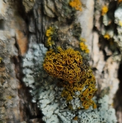 Xanthomendoza fallax