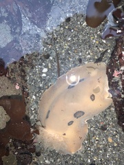 Diaulula sandiegensis