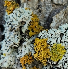 Xanthomendoza fallax