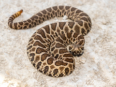 Sistrurus tergeminus