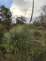 Xanthorrhoea