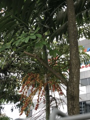 Ptychosperma macarthurii