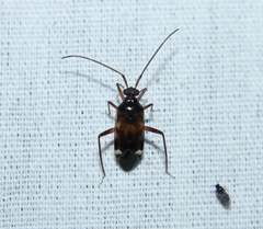 Eustictus