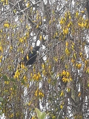 Prosthemadera novaeseelandiae