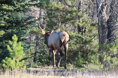 Cervus canadensis canadensis