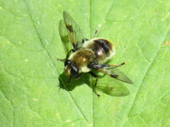 Sericomyia flagrans