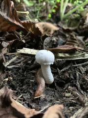 Agaricineae