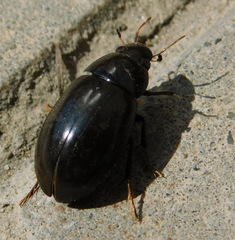 Hydrochara caraboides