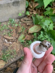 Agaricineae