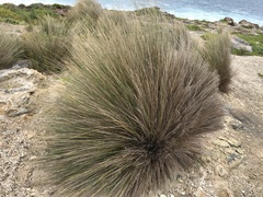 Austrostipa stipoides