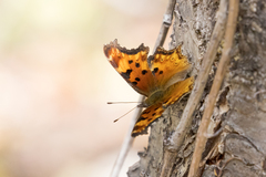 Polygonia gracilis