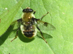 Sericomyia flagrans
