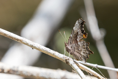 Polygonia gracilis