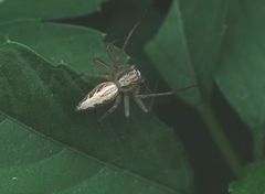 Oxyopes sertatus