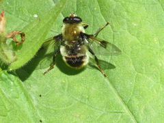 Sericomyia flagrans
