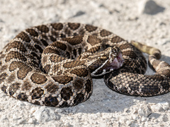 Sistrurus tergeminus