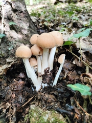 Psathyrella piluliformis