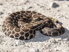 Sistrurus tergeminus