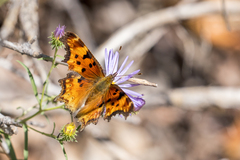Polygonia gracilis