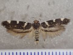 Macrobathra leucopeda