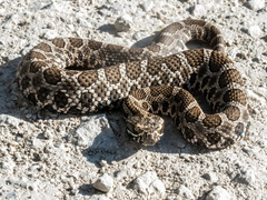 Sistrurus tergeminus