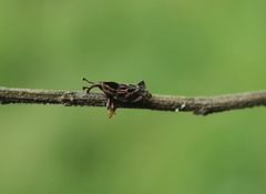 Rhodobaenus cinctus