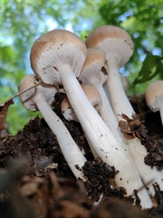 Psathyrella piluliformis