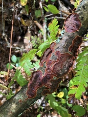 Hymenochaete rubiginosa