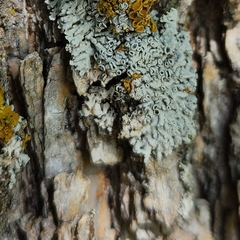 Punctelia bolliana