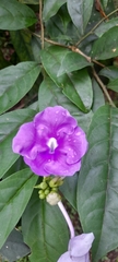 Brunfelsia