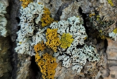 Punctelia bolliana