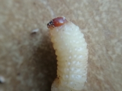 Curculio nucum