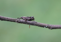 Rhodobaenus cinctus