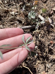 Sidalcea glaucescens