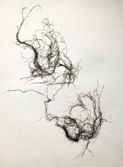 Chordaria flagelliformis