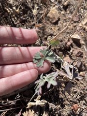Sidalcea glaucescens