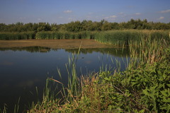 Fulica americana americana
