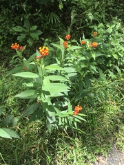 Asclepias curassavica image