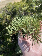 Abies concolor