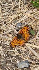 Phyciodes mylitta