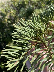 Abies concolor