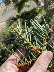 Abies concolor