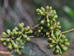 Eucalyptus falciformis