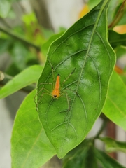Oxyopes shweta