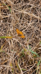 Phyciodes mylitta