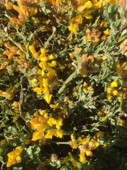 Genista tridentata